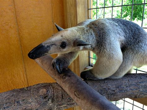 Free stock photo of anteater, tamandua