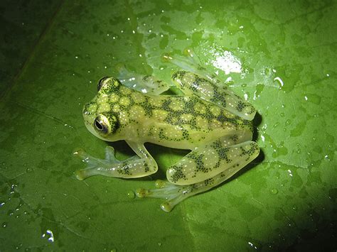 Reticulated Glass Frog Facts and Pictures