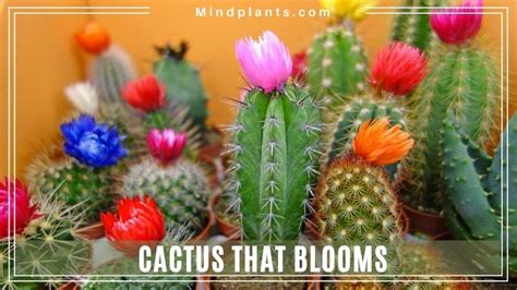 Cactus that Bloom Flowers. (Night, Summer & Christmas)