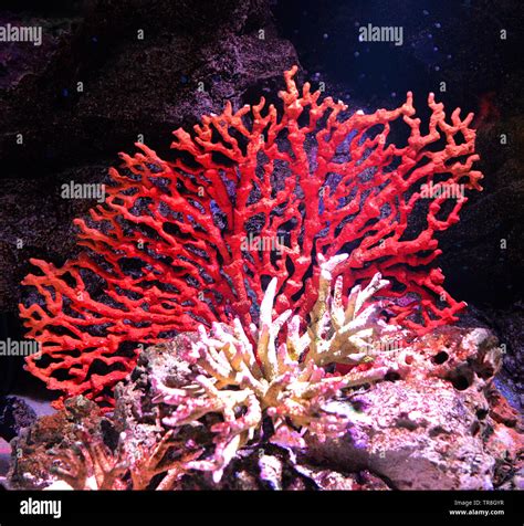 Flower sea living red coral reef growing on the rocks marine life ...