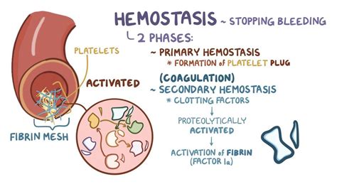 Coagulation Cascade Diagram Simple