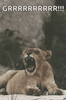 Roaring Tiger GIFs | Tenor