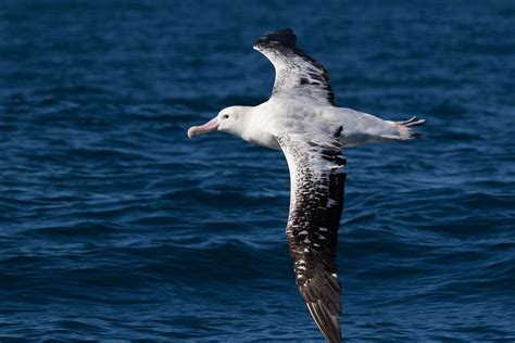 Albatrosses: Facts about the biggest flying birds | Live Science