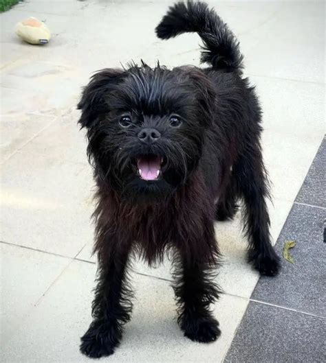 15 Photos Of Affenpinscher Puppies That Make Everyone's Heart Melt ...