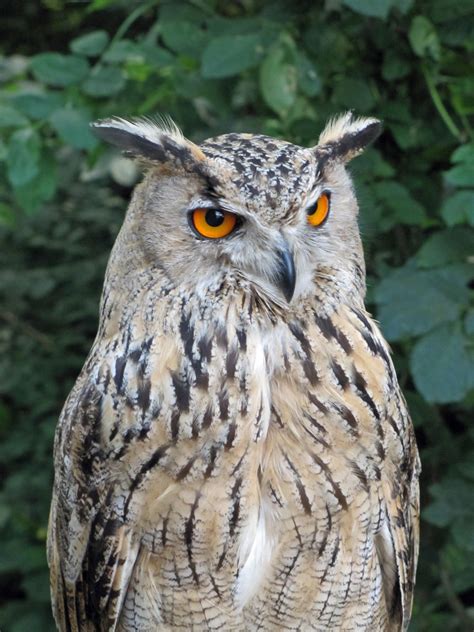 Everything You Wanted to Know About the Eurasian Eagle-Owl - Owlcation