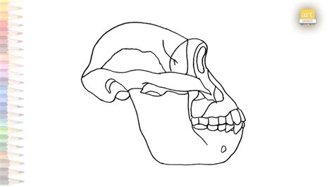 Australopithecus Afarensis Drawing