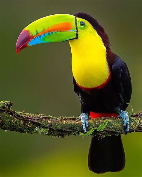 🔥 Toucans are so beautiful : r/NatureIsFuckingLit