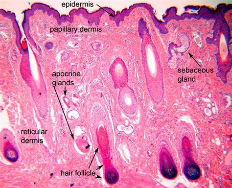 Ocular Pathology: Tissue Types-Epithelium, Blood Elements, Muscle etc.