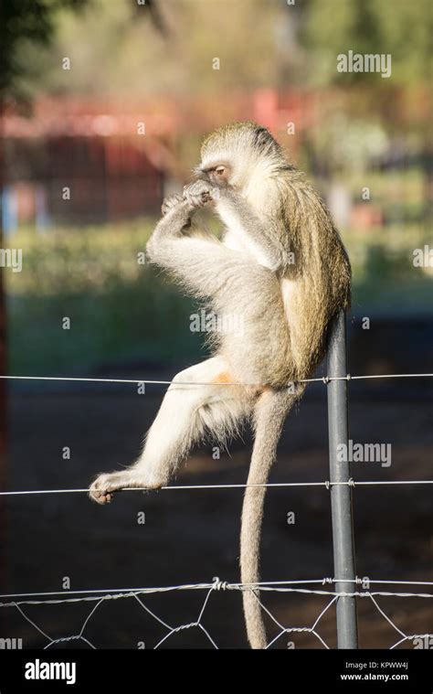 Monkey examining toes Stock Photo - Alamy