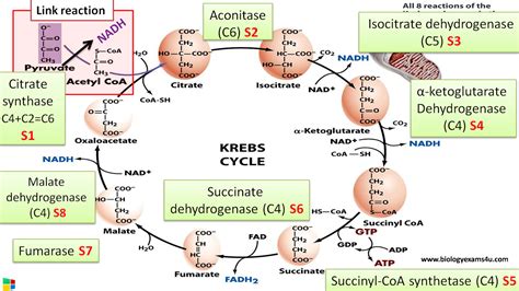 8 Steps of Citric acid Cycle (Krebs cycle) and Enzymes involved in each ...