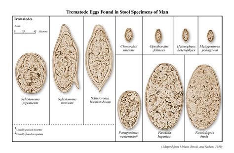 Metagonimus Yokogawai Egg