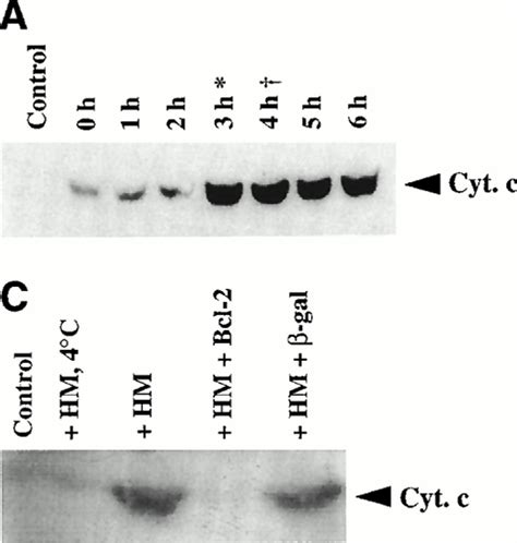 The Release of Cytochrome c from Mitochondria: A Primary Site for Bcl-2 ...