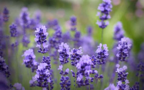 Lavanda Full HD Fondo de Pantalla and Fondo de Escritorio | 1920x1200 ...