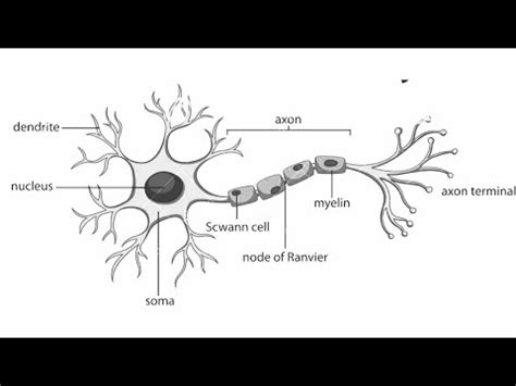 how to draw structure of neuron/neuron diagram labelled/diagram of ...