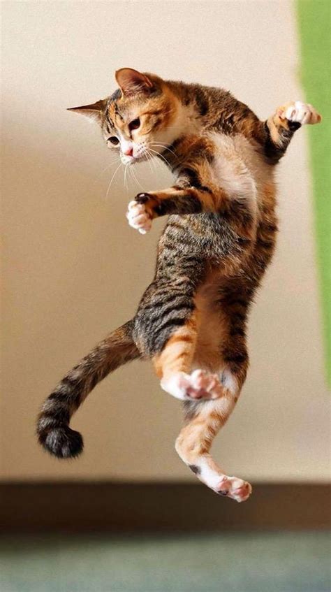 Sign in | Jumping cat, Cute cats and kittens, Dancing cat