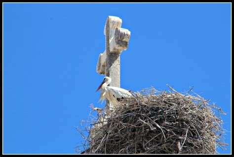 rp_Nesting-stork-1024x691.jpg - Dad Blog UK