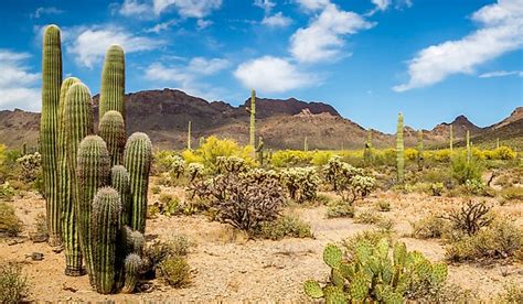 What Are The Special Adaptations Of Desert Plants? - WorldAtlas.com