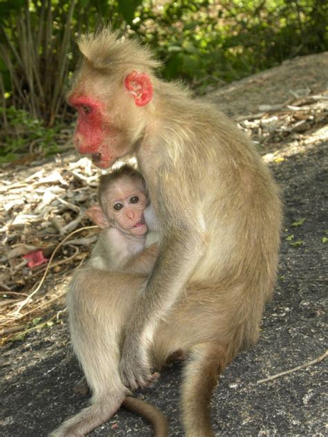 Female Bonnet Macaque Monkey Sitting on Rocks and Feeding Baby Stock ...