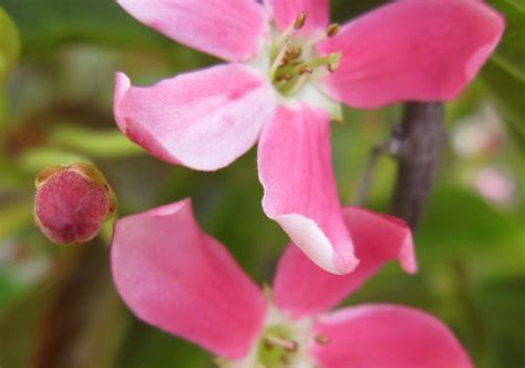 Plant Photography: Quisqualis indica Two Pink Flowers