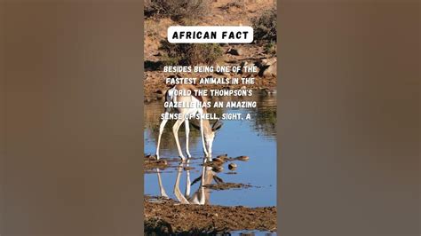 Thompson's Gazelle & predators#africa #factsaboutafrica # ...