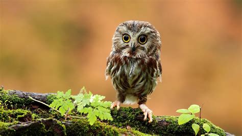 Cute Baby Owl Photos, Videos, and Facts - Animal Hype