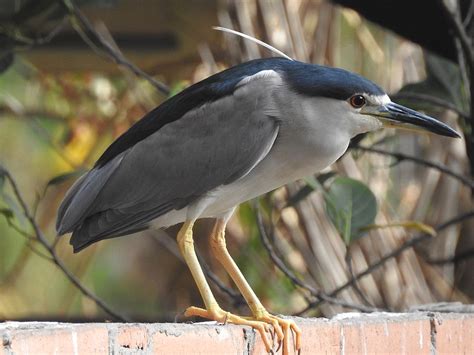 Black-crowned Night Heron - Barnegat Bay Partnership