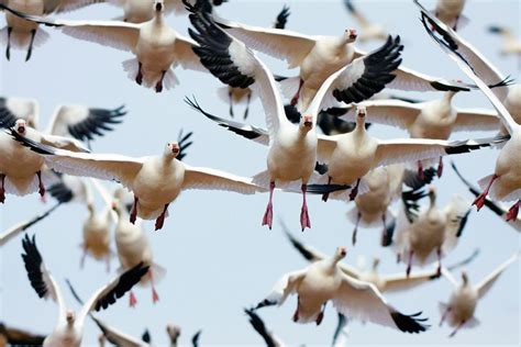 Geese goose in flight | The wild geese, Bird migration, Migratory birds