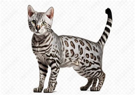 Silver Bengal Cat: Facts, Origin & History (with Images ...