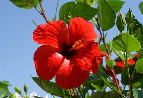 Flor de maga (Puerto Rican hibiscus-type flower) is the official ...