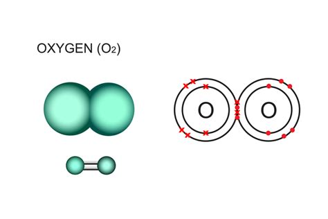 Diatomic molecules have two of the same element