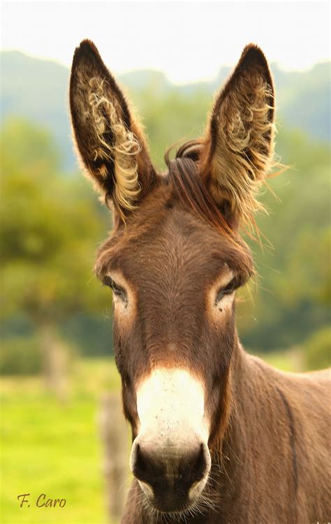 I'm all ears! - Donkey - by fedecaro on 500px | Horses, Ponies ...