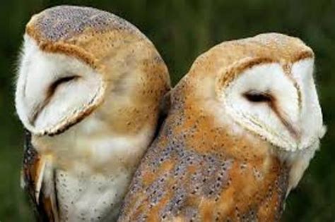 10 Facts about Barn Owls - Fact File