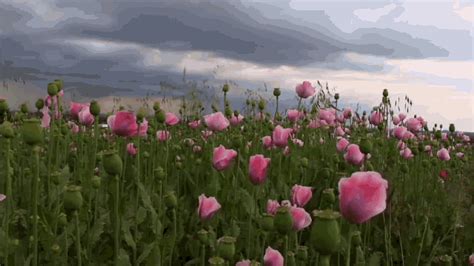 コンプリート！ flower field gif 218961-Anime flower field gif