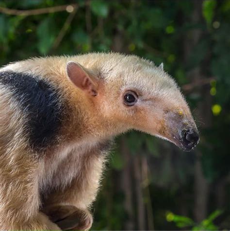 Tamandua Facts! | Wild Animals! Amino