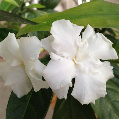 Crape Layered Jasmine - Santhi Online Plants Nursery