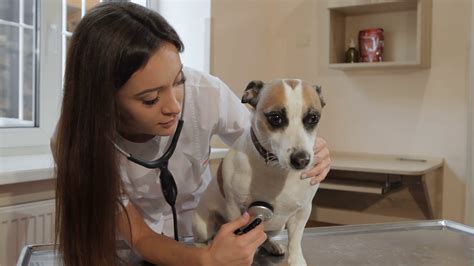 Vet Checking Dog's Health With Stethoscope Stock Footage SBV-311166187 ...