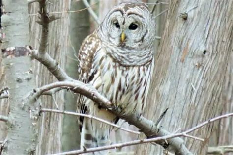 Owls in Kansas (8 Different Species) - Bird Feeder Hub