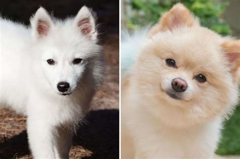 Is Japanese Spitz Aggressive Dog Breed