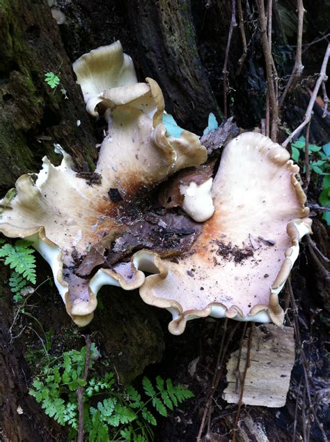 #04 Unidentified polypore sp. | The Thing That is Steve