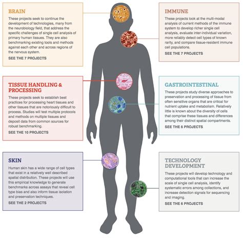 Cells In Human Body : Here's how long your blood, liver, skin, and ...