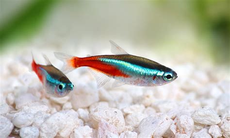 Guppy Fish Care - The Ultimate Guppies Care Guide - aquaticly.com