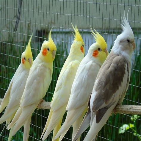 Cockatiel Parrot For Sale - Buy Adopt Cockatiel Parrot - Cockatiel Parrot