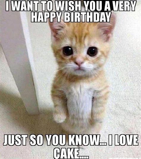 Image result for cat birthday meme | Happy birthday cat, Cat birthday ...