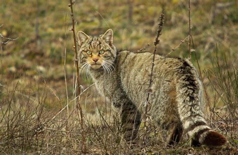 WildWatching Spain: Gato montés de caza / Wildcat hunting