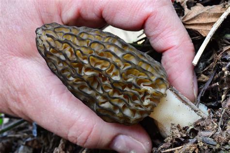 How Do I Identify a True Morel From a False Morel? - Mushroom Huntress