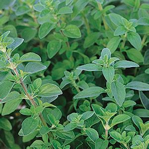 Oregano Italian | Westwind Gardens