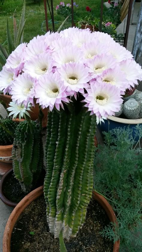 These cactus flowers have a beautiful scent. | Cactus plants, Cactus ...