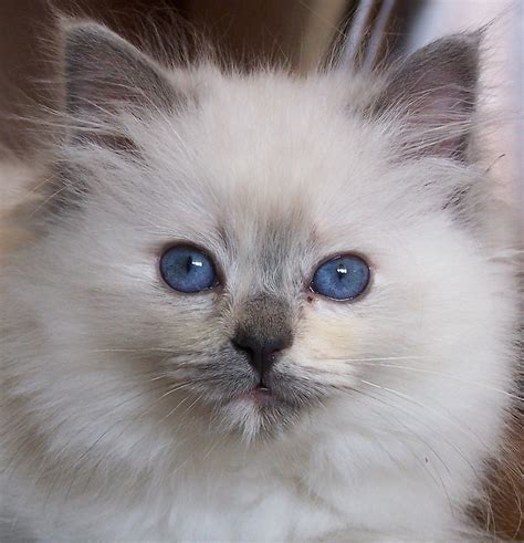 Ragdoll Cute Cats | Cute Cats