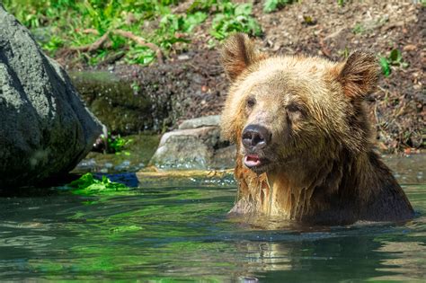 Biden admin moves to unleash grizzly bears near rural community