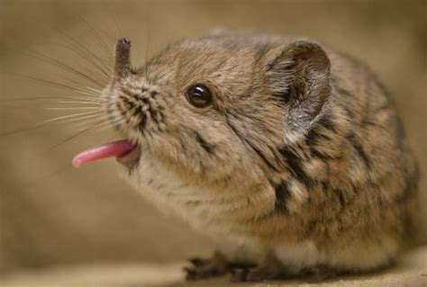 Adorable elephant-shrews make their debut at Chester Zoo - Market ...